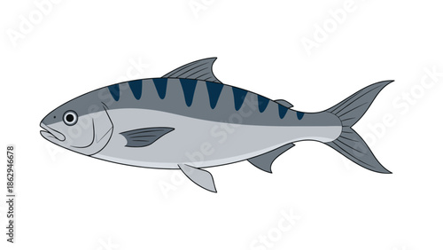 Detailed side profile illustration of a mackerel fish with blue stripes on its back and silver belly isolated on a clean white background for study.
