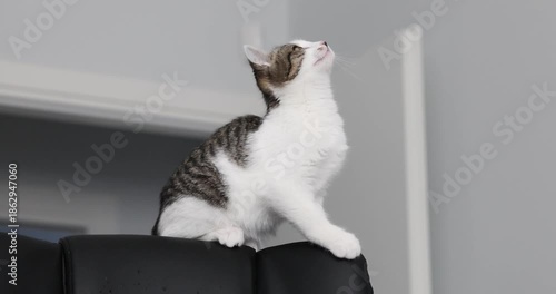 Tabby kitten chattering and chirping while looking up from an armchair
