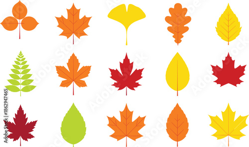 autumn fall leaves leaf foliage seasonal nature maple oak ginkgo colorful flat vector set