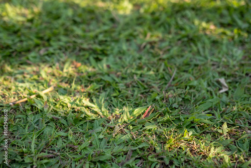 Green grass with shadow texture for background
