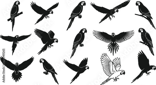 parrot macaw bird silhouette flying tropical wildlife illustration set