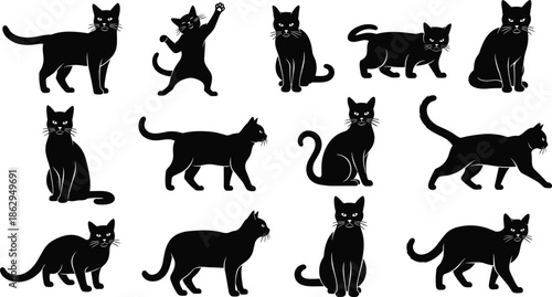 cat kitten feline silhouette pose standing sitting walking playful pet animal black shadow motion