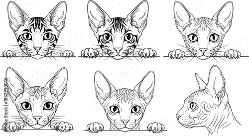 sphynx cat kitten feline hairless portrait face peek paws whiskers ears cute lineart