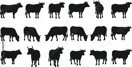 cow cattle bull livestock farming agriculture rural silhouette animal bovine farm herd pasture