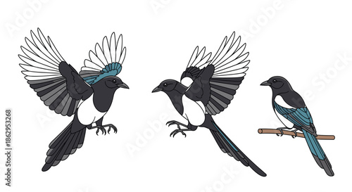 Set of three magpie bird illustrations showing different poses including flying, landing, and perching on a wooden branch.