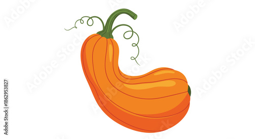 A bright orange crookneck squash with a green stem and curly vines, illustrated in a simple and clean cartoon style.