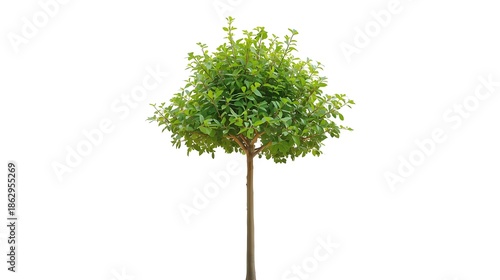 A single tall green tree with lush spring foliage and a natural wood trunk stands isolated on a white background as a symbol of growth and environment