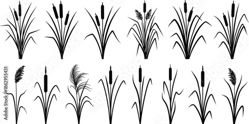 cattail reeds bulrush marsh wetland grass plant silhouette nature botanical lake river pond aquatic
