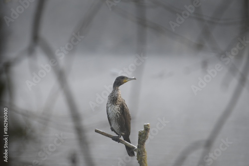 Grand cormoran perché 