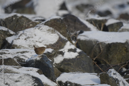 Troglodyte mignon sur rocher