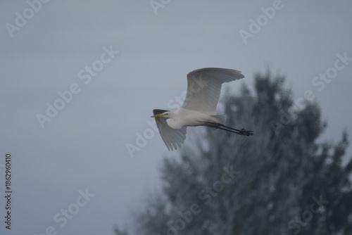 Grande aigrette en vol