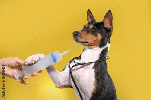 Veterinarian Carefully Injects Liquid Medicine on yellow background to Basenji Dog. Treatment of animals in clinic