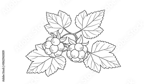 Minimal cloudberry fruit and leaf outline vector illustration isolated on white