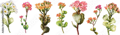 wild flowers in spring