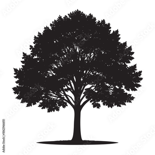 Silhouette of a large tree with a thick trunk and leafy branches
