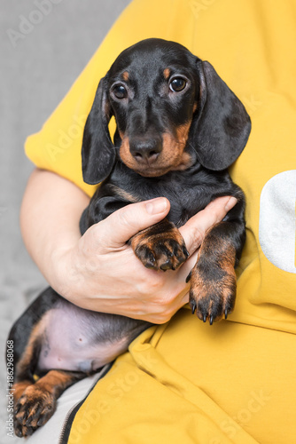 A small black and tan Dachshund puppy is being held by a person wearing a yellow shirt.