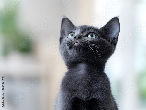Black Kitten Looking Up