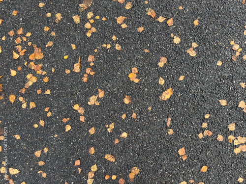 Texture of black asphalt road surface covered with scattered yellow autumn leaves
