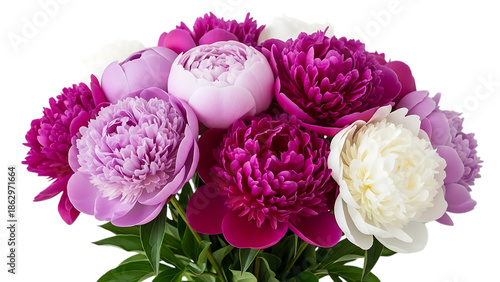 Vibrant bouquet of peonies isolated on transparent background