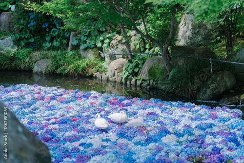 雨引観音のアヒルと紫陽花
