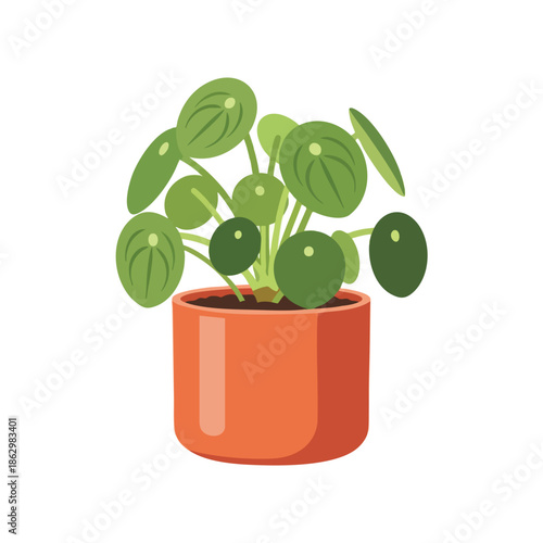 A green plant in a terracotta pot on white. Leaves are round and oval