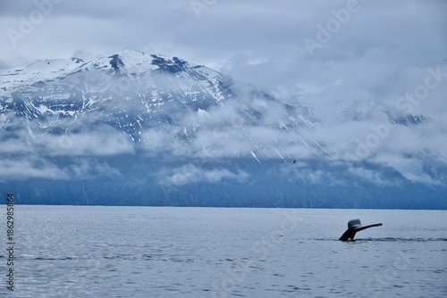 Fényképezés Avistamiento de ballenas jorobadas desde el puerto de Husavik, Islandia