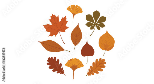 Variety of autumn leaves including maple, oak, and ginkgo arranged in a circular composition with warm fall colors.