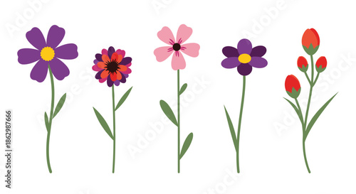 Five unique and colorful flowers with green stems and leaves including purple pink and red blossoms isolated on white.