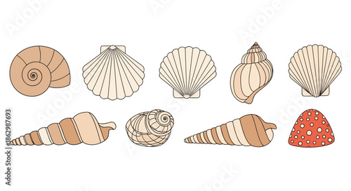 Collection of various seashell illustrations including scallops, whelks, and a spotted sea fan isolated on a white background.