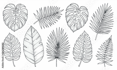 Print  Hand-Drawn Tropical Jungle Leaves Collection with Monstera and Palm Fronds