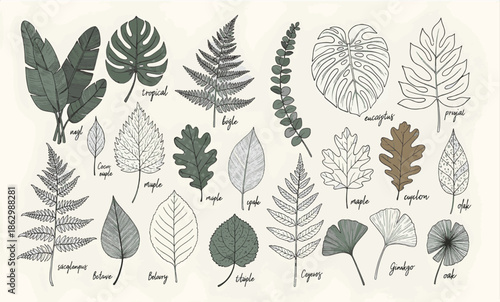 Print Vintage Style Labeled Botanical Chart with Colorful Tropical and Forest Leaves