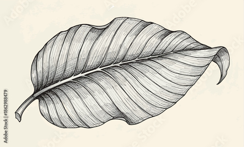 Print Hand-Drawn Charcoal Sketch of a Tropical Leaf with Detailed Veins