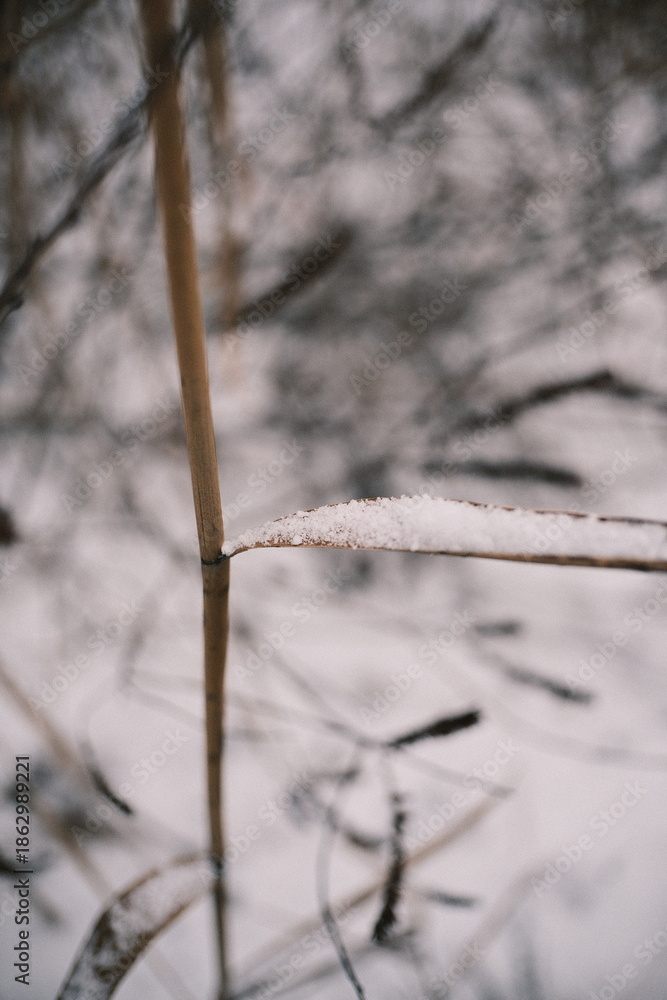 Obraz premium Close-up of dried reeds and grass covered with fresh snow in winter, natural minimal detail showing cold season textures, frozen plants, quiet lakeside or wetland atmosphere.