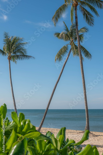 Sunny Tropical Beach with Leaning Palm Trees and Ocean View