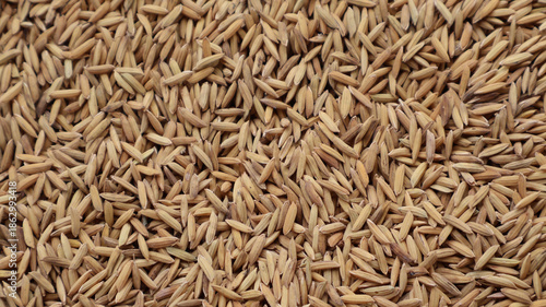 Fullscreen dry rice grains texture