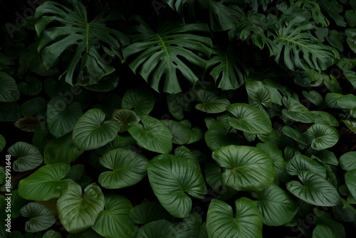 Leaves in the park concept dark green black background image(PHOTO)