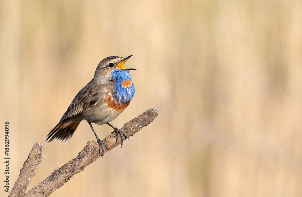 Naklejka premium Bluethroat, Luscinia svecica. On a sunny morning, a bird sings while sitting on a branch