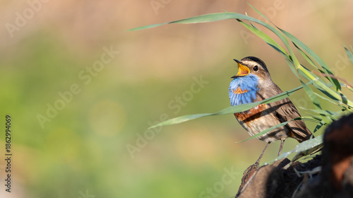 Photography Bluethroat, Luscinia svecica