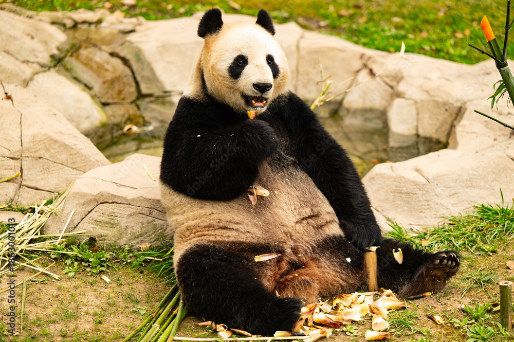 Obraz premium giant panda eating bamboo