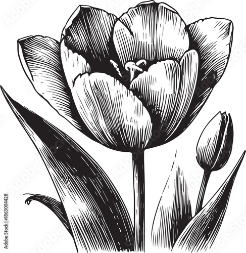 A glamour fashion illustration of a beautiful lady with long black hair and elegant lips in a minimalist vector art style silhouette