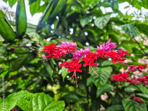 Clerodendrum thomsoniae flower with red and purple petals in bloom, exotic tropical vine showcasing vivid contrast and beauty