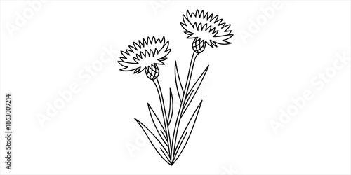 Black and white illustration of two cornflowers Vector, illustration