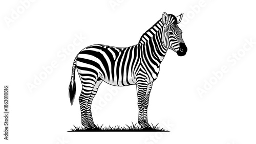 Black and White Zebra Illustration Standing.