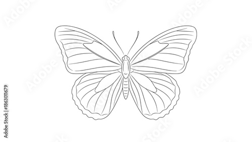 Simple Line Drawing of a Butterfly.