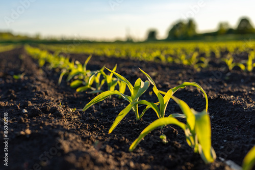 Small corn plants are growing in dark soil under a bright sky with sunlight shining on them