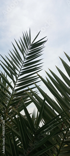 palm leaves against blue sky