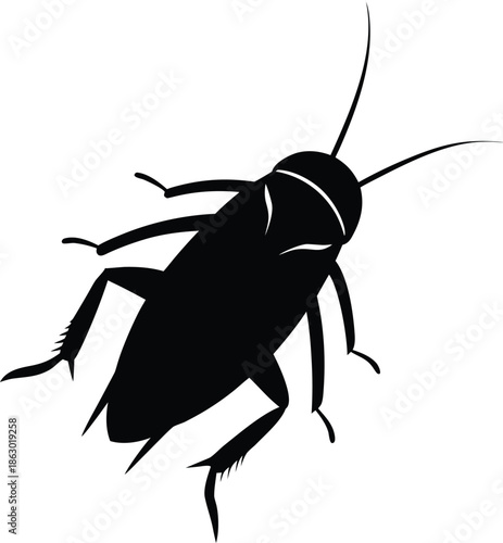 vector illustration of a black beetle