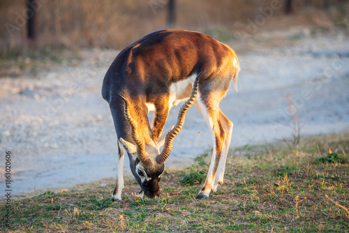 Blackbuck are primarily grazers and prefer open, short grassland, but they can survive in semi-desert areas when there is sufficient vegetation. Regardless of where they choose to live, dominant males