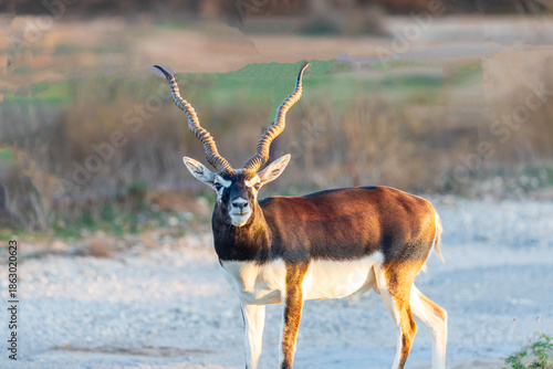 Blackbuck are primarily grazers and prefer open, short grassland, but they can survive in semi-desert areas when there is sufficient vegetation. Regardless of where they choose to live, dominant males