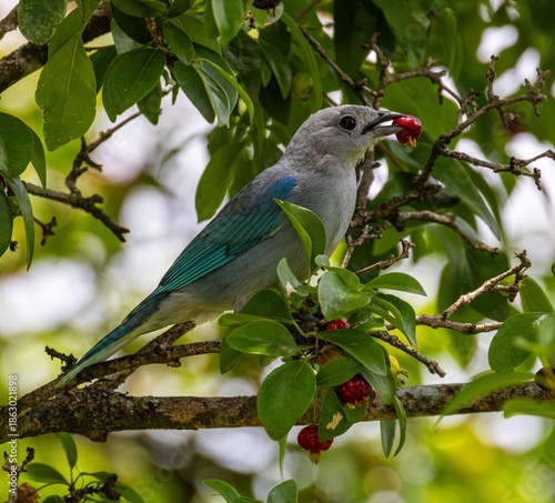 Gray Tanager (Thraupis sayaca) in a tree